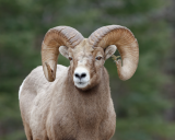 Big-horned sheep are impacted by hunting methods.